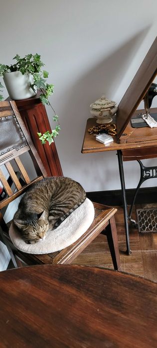 opieka indywidualna nad kotem lub innym zwierzeciem domowym