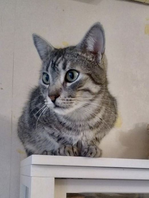 Котику потрібна надійна родина!