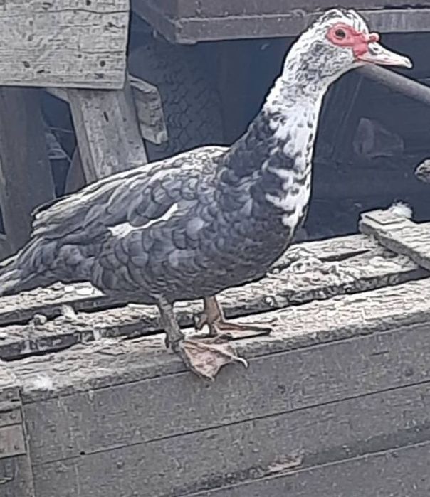 Продам уточек на племя