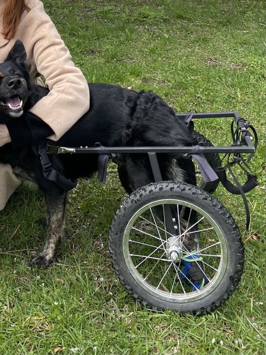 wózek rehabilitacyjny dla psów
