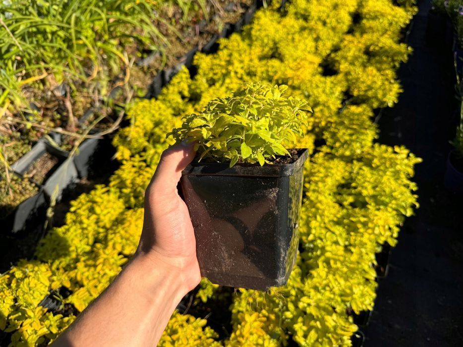 Przetacznik rozesłany żółty 'Aztec Gold' (Veronica prostrata) 1.0L