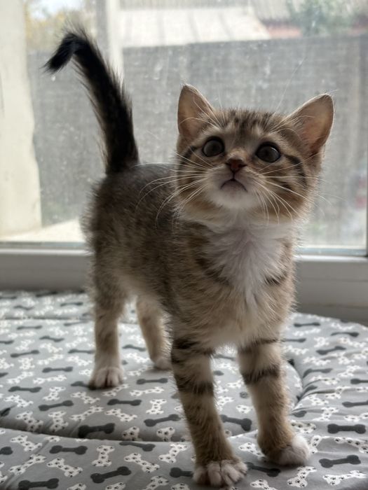 Котята с Донбасса )