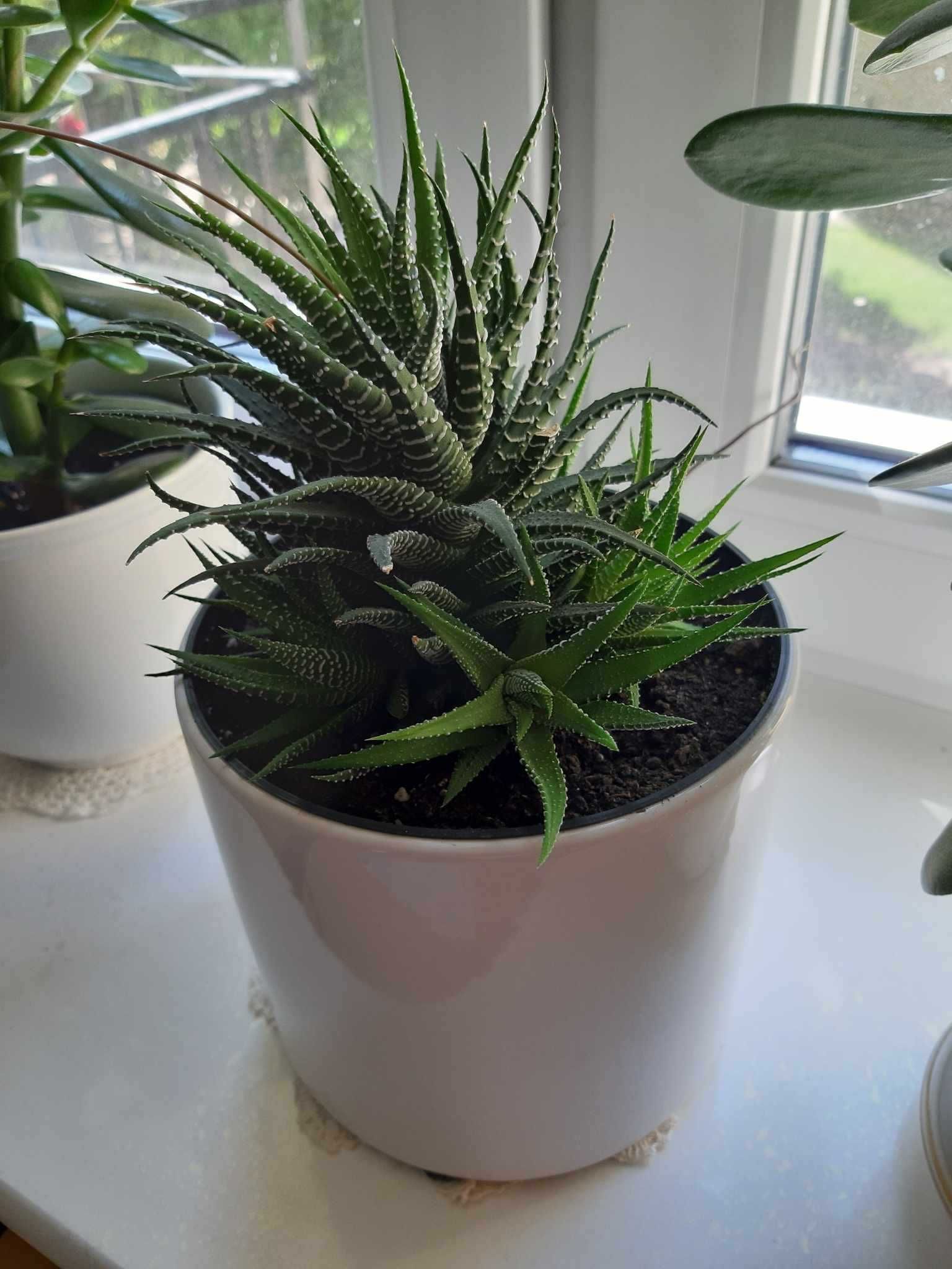 Haworsja Haworthia wąskolistna lub pasiasta kaktus