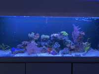 Akwarium morskie życie / koralowce