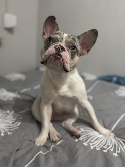 Buldog Francuski suczka