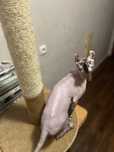 Котик Эльф Вязка