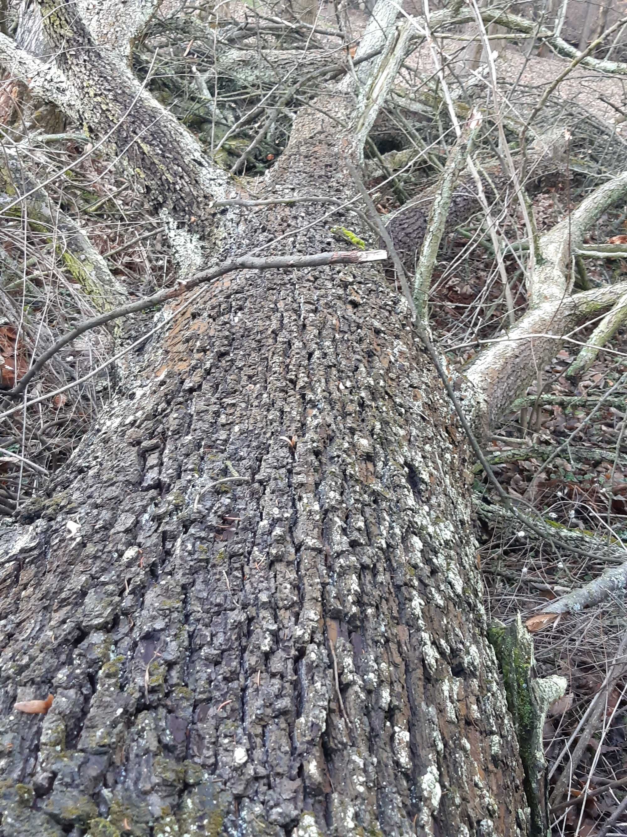 Drewno z dębu i starej dzikiej gruszy-wielki pień