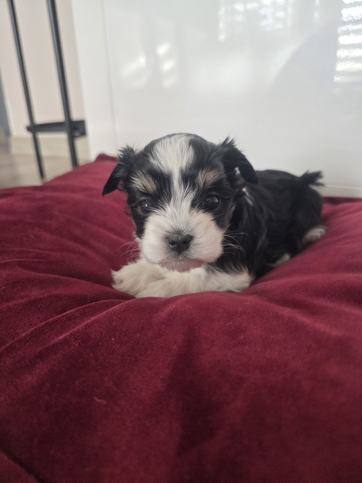 Sliczny piesek hybryda maltańczyk i yorkshire terrier