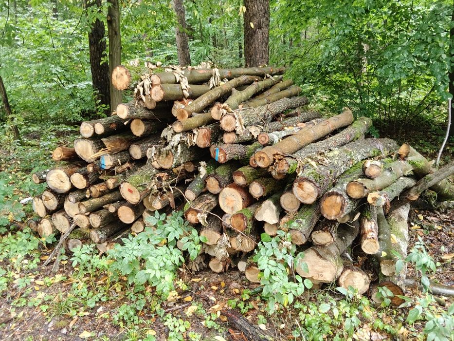 Drewno LIPOWE LIPA, DĄB / GRAB drewno kominkowe opałowe lisciaste