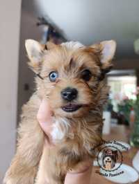 York, yorkshire terrier red merle, niebieskie oko