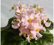 Фиалка розовая (детки), фиолетовая с белым