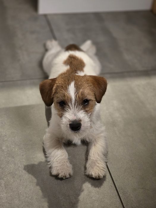 Jack Russell Terrier szorstkowłosy FCI ZKwP