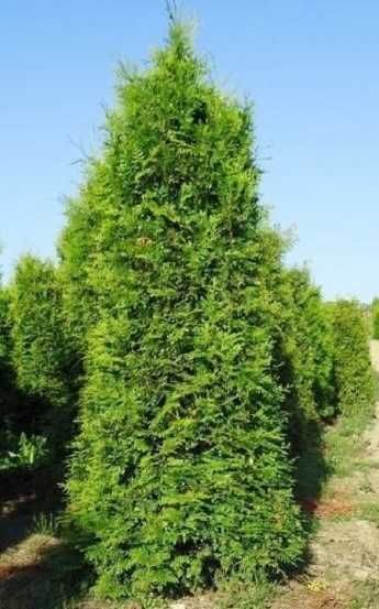 Tuja Brabant! 160,180,200,220 cm! Tuje! Sadzenie! Thuja! Transport!