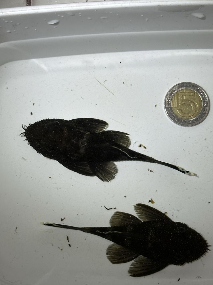 Samica L183 Ancistrus dolichopterus 8-9cm