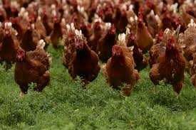 Kury nioski młode,odchowalnia drobiu kur niosek. Dostawa pod dom.