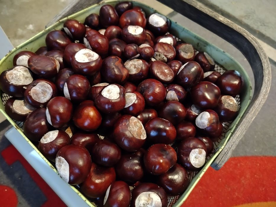 Kasztany ozdobne tegoroczne do stroików niejadalne