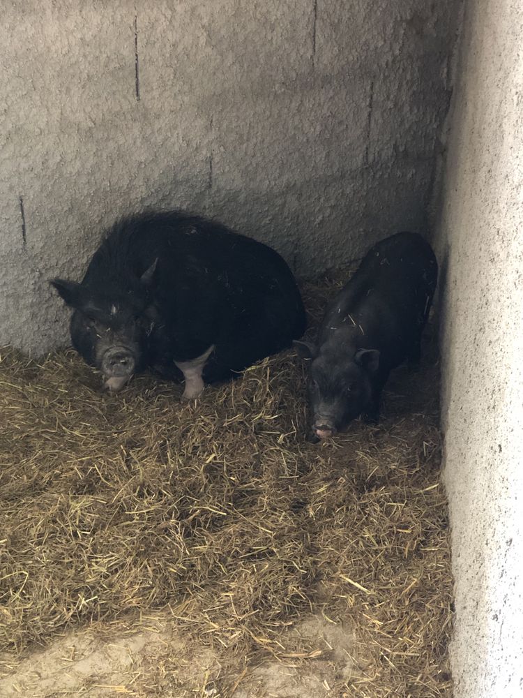 Vendo duaa porcas vietnamitas