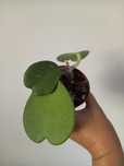 Hoya Kerrii ukorzeniona