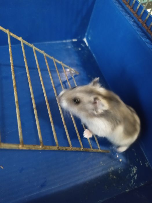 Джунгарский хомяк