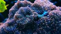 Koral Ricordea pomarańczowa - akwarium morskie