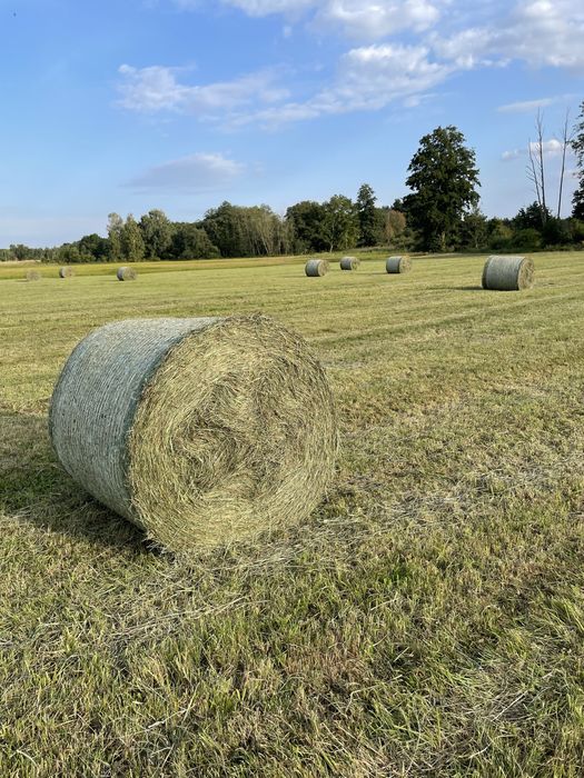 Siano baloty, 120 cm