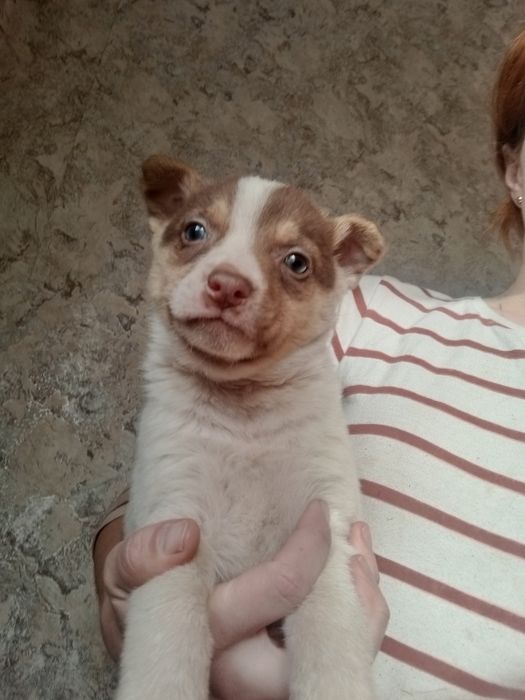 Щенок Бублик вакцинированный