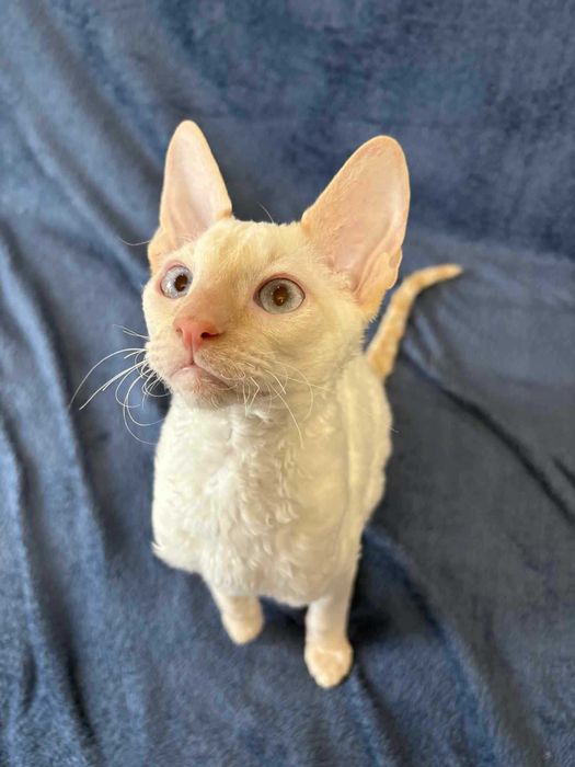 CORNISH REX Dostępny kocurek o imieniu YOSHI Hodowla: MatiMalwa*PL