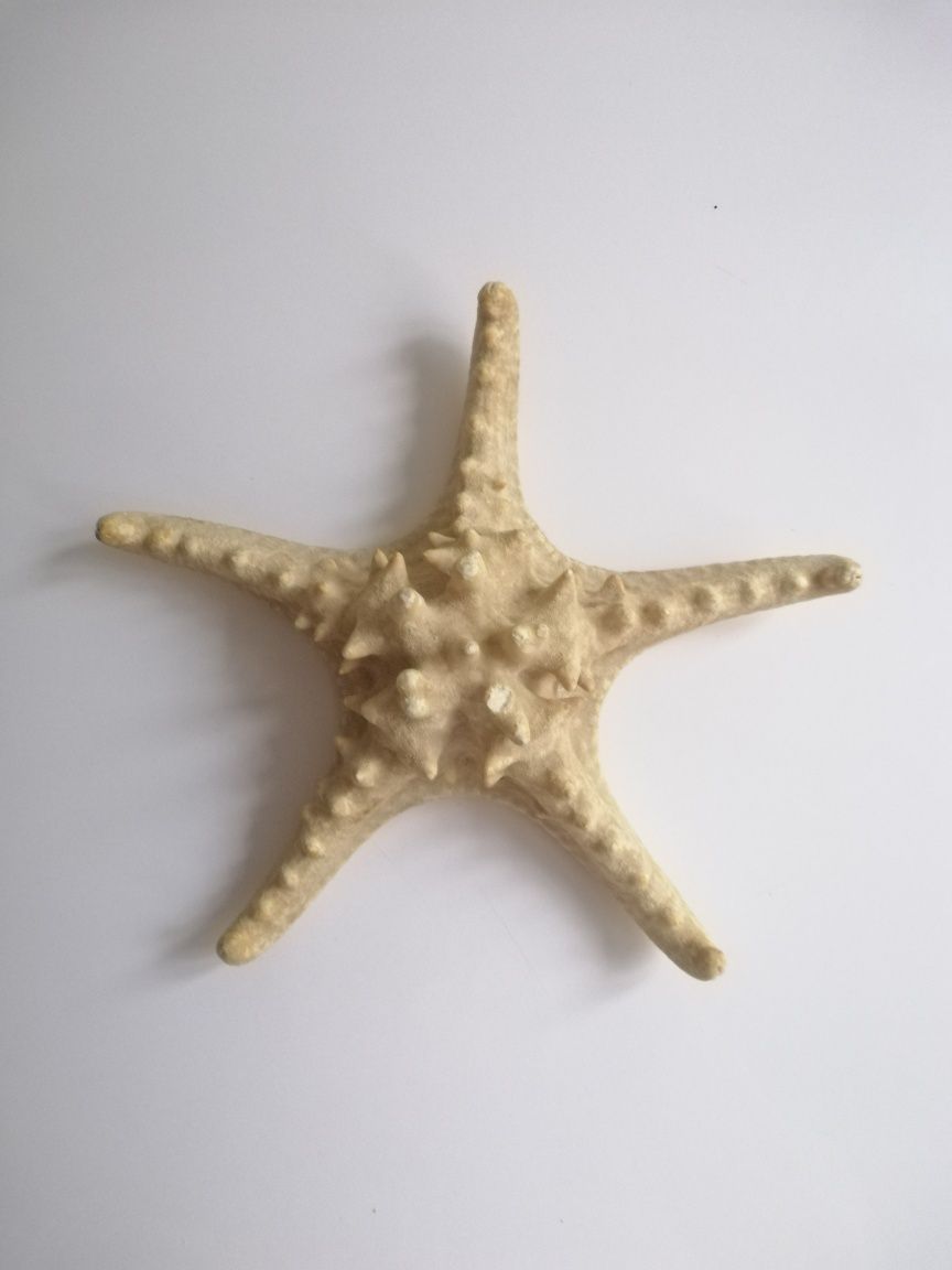 Ракушка Морская звезда  22 см Декор