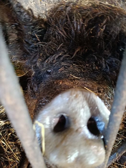 Mangalica maciora świnia locha