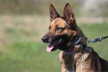 Jamajka w typie owczarka malinois szuka domu do adopcji za darmo