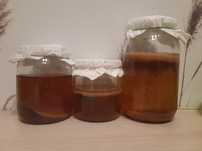Kombucha scoby grzyb herbaciany Kraków południe