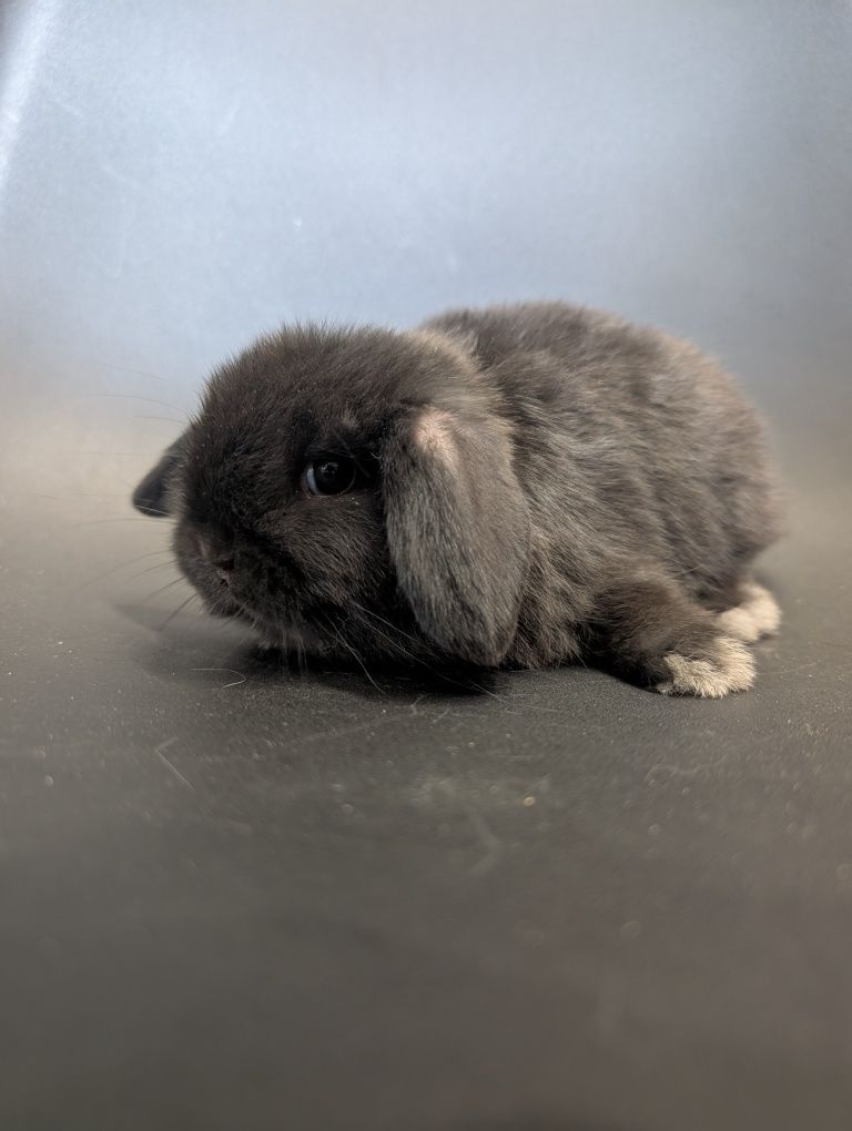 Mini lop, baranek miniaturka, metryka