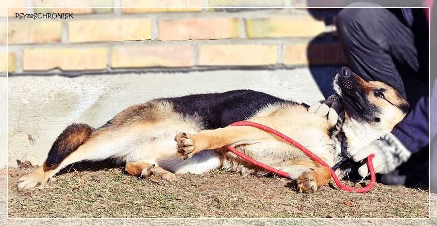 Teo - młody, radosny psiak chce zostać Twoim Przyjacielem
