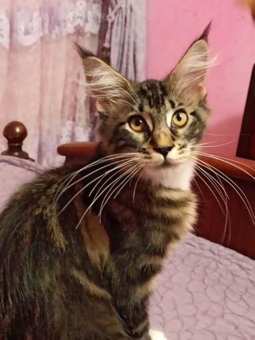 Розплідник,,Марсель ''пропонує мейн кунів.