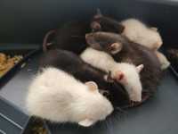 Słodkie szczurki ( dostępne 4 z 9) same chłopaki