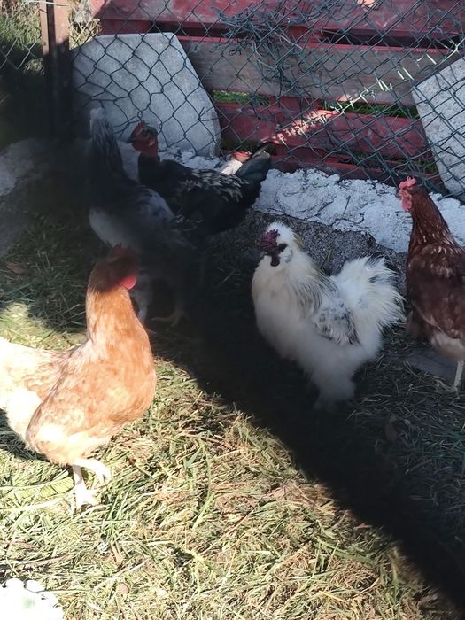 Galinhas novas para desocupar