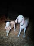 Cabras anglonubiana