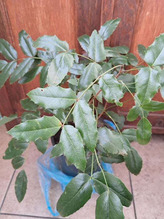 Mahonia pospolita duża sadzonka