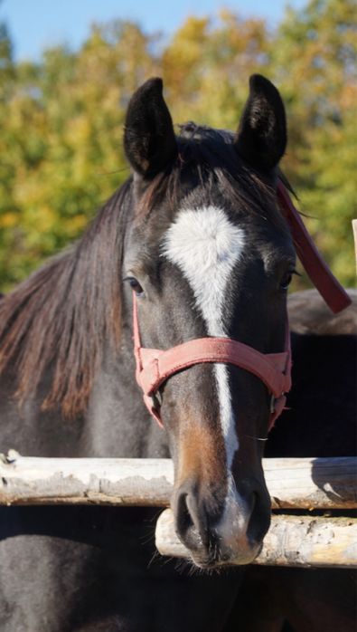 Wałaszek prawie 2 letni dotacyjny wielkopolski