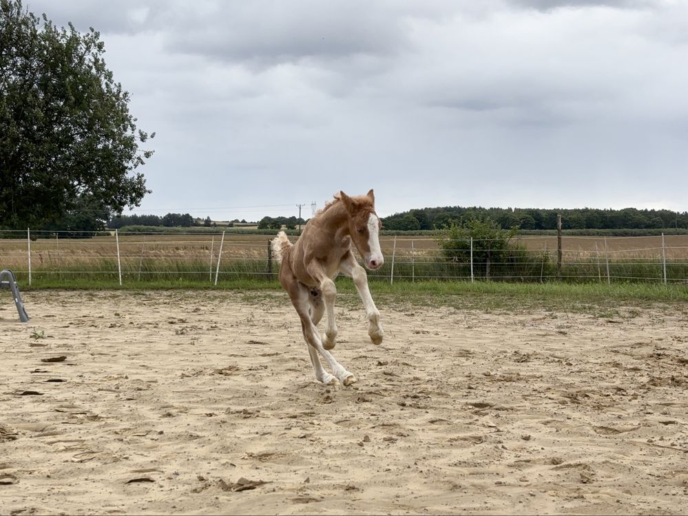 Ogierek Irish/Gypsy Cob do rezerwacji