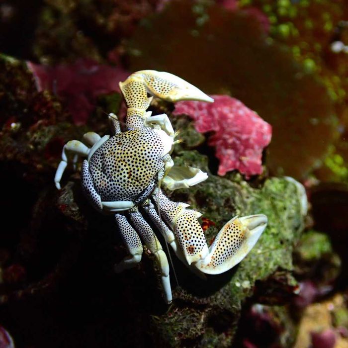 Neopetrolisthes ohshimai - krab - akwarium morskie