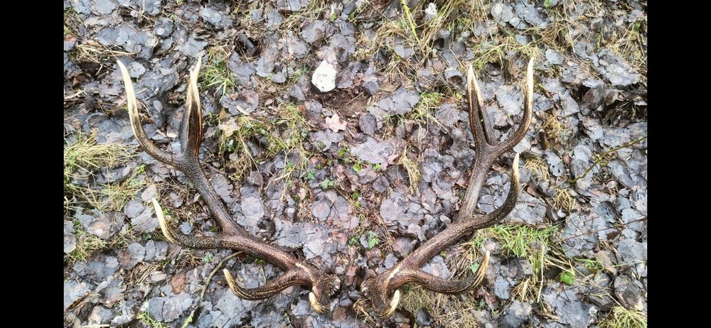 Poroża jelenia zrzuty