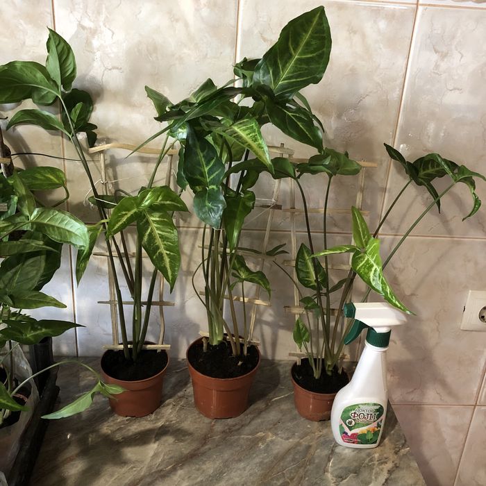 Сингониум Salvadorensis.