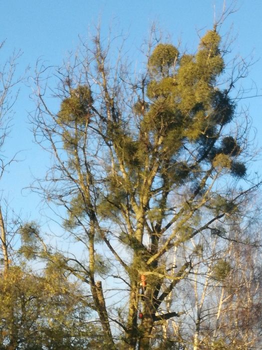 Wycinka drzew i przycinka metodą Alpinistyczna wraz z rębak