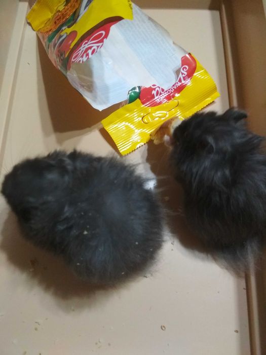 Продам красивого  ангорка,сатин  и др