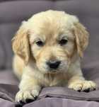 Szczeniak Golden Retriever