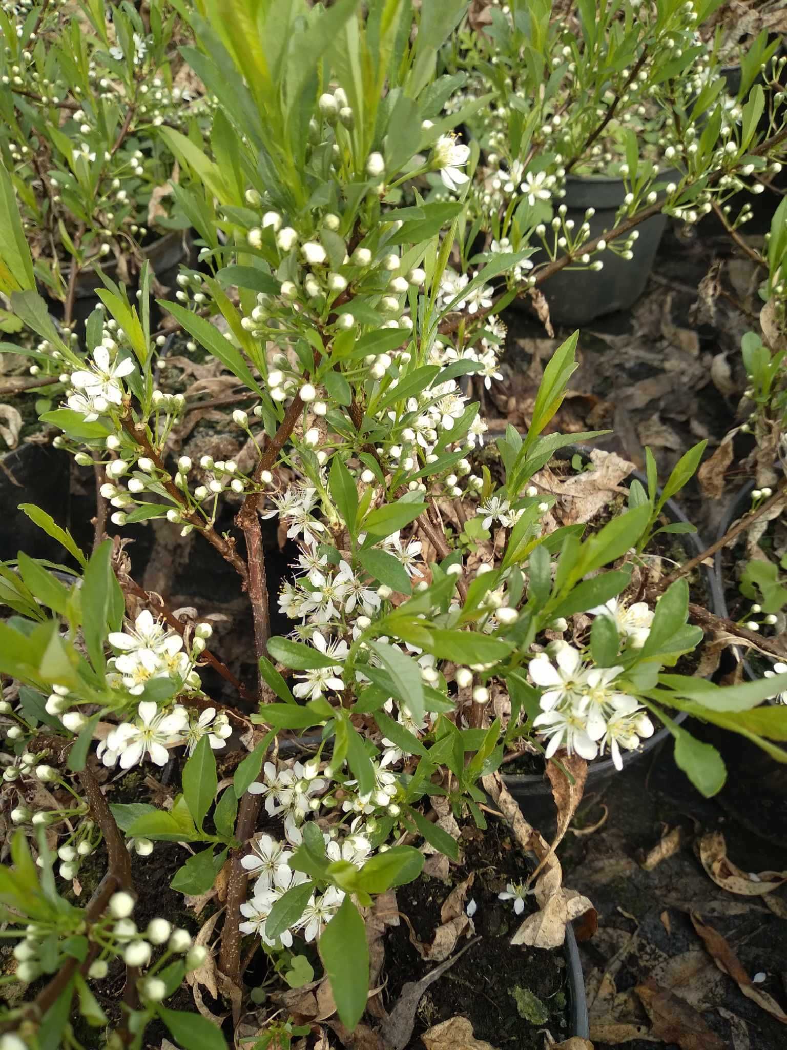 śliwa karłowa, płożąca, Prunus pumila