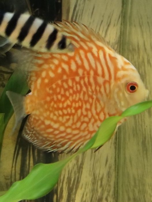 Discus pigeom red 9cm