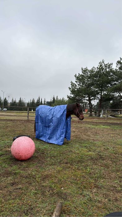 Sprzedam klacz huculską