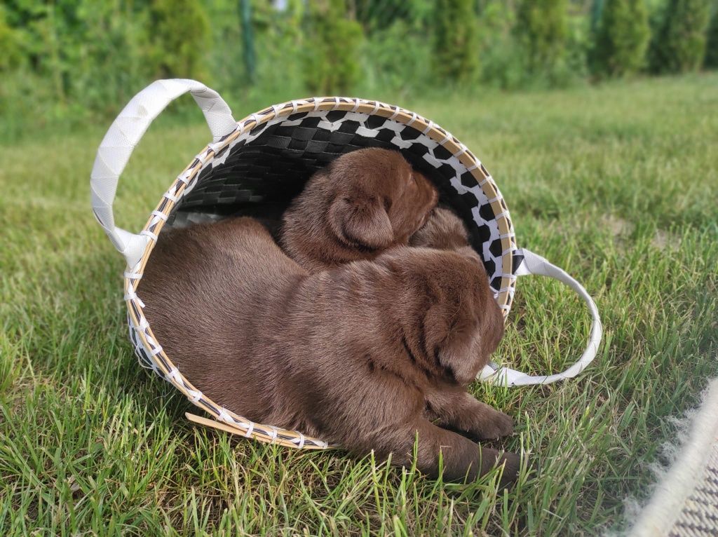 Labrador retriever czekoladowy